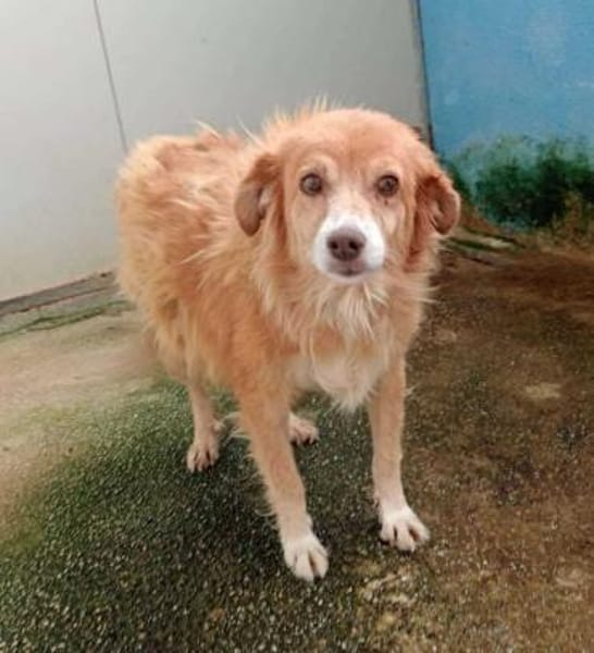 Mirtilla Pflegestelle in Bayern