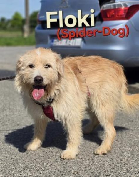 Floki ♥ Pflegefamilie Erkelenz