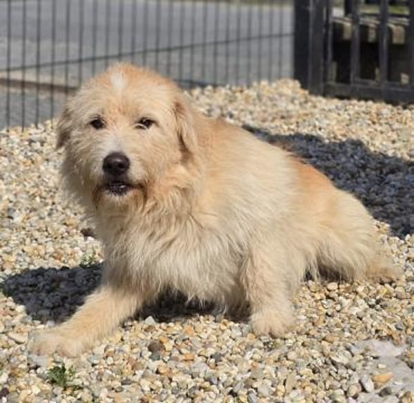 Floki ♥ Pflegefamilie Erkelenz