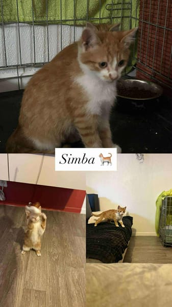 Simba