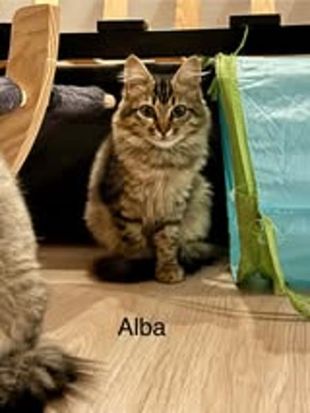 ALBA