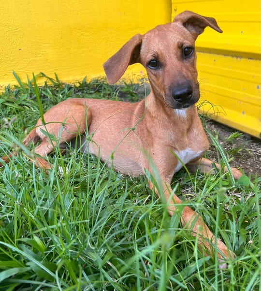 🐾 À L’ADOPTION – HESTIA, une petite intrépide au cœur débordant d’amour ! 🐾