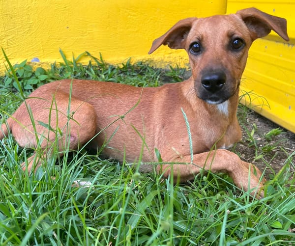 🐾 À L’ADOPTION – HESTIA, une petite intrépide au cœur débordant d’amour ! 🐾