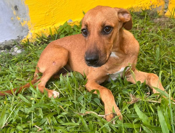 🐾 À L’ADOPTION – HESTIA, une petite intrépide au cœur débordant d’amour ! 🐾