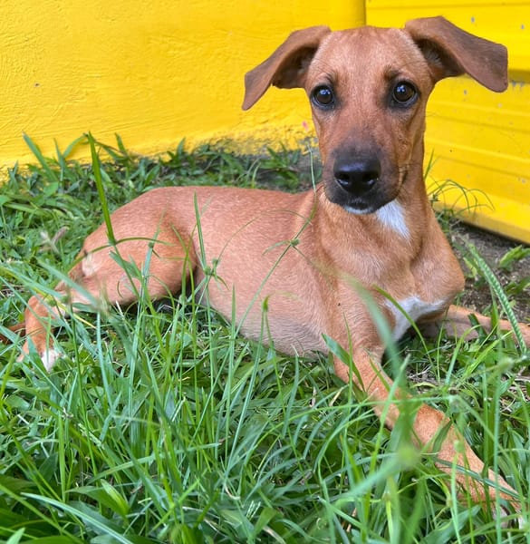 🐾 À L’ADOPTION – HESTIA, une petite intrépide au cœur débordant d’amour ! 🐾