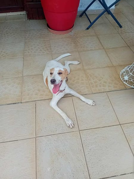 🐾 À L’ADOPTION – KARA, douceur et équilibre au rendez-vous ! 🐾