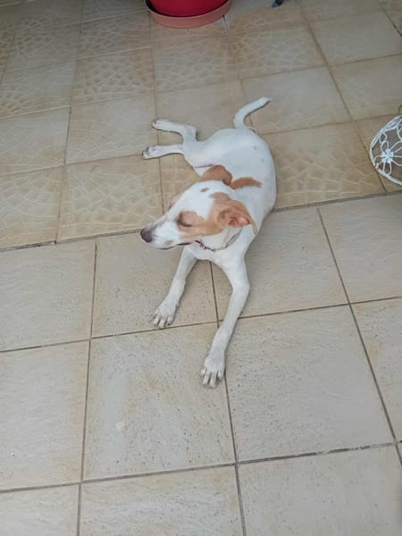 🐾 À L’ADOPTION – KARA, douceur et équilibre au rendez-vous ! 🐾