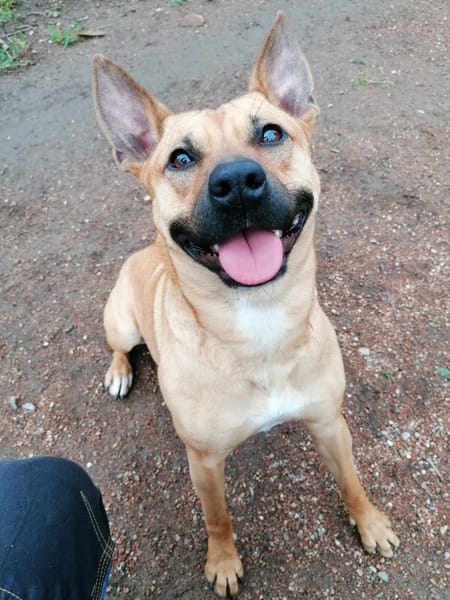 Leidy, femelle croisée créole, née le 26/02/2023 🌸