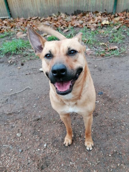 Leidy, femelle croisée créole, née le 26/02/2023 🌸