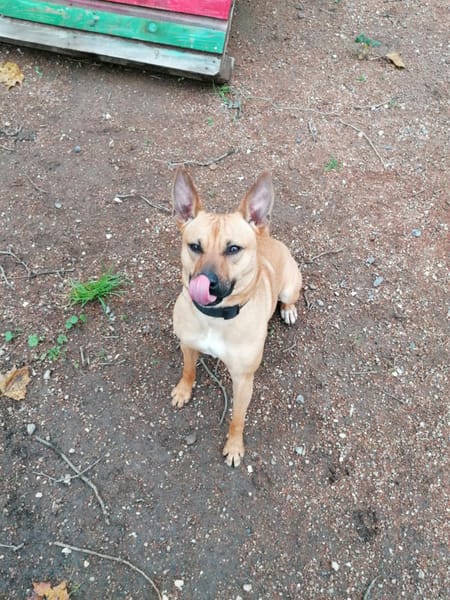 Leidy, femelle croisée créole, née le 26/02/2023 🌸
