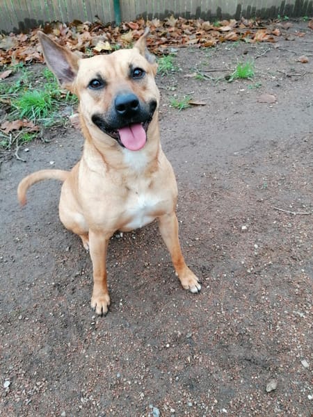 Leidy, femelle croisée créole, née le 26/02/2023 🌸