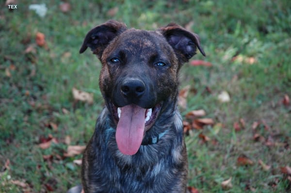 TEX, junior mâle Croisé Créole NON-LOF