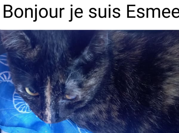 Esmée Chatte adulte