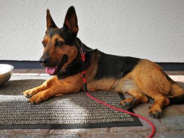 Tulma1 sucht ein Zuhause/Pflegestelle