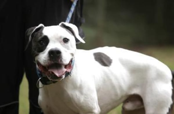 Flocke sucht ein standfestes Zuhause