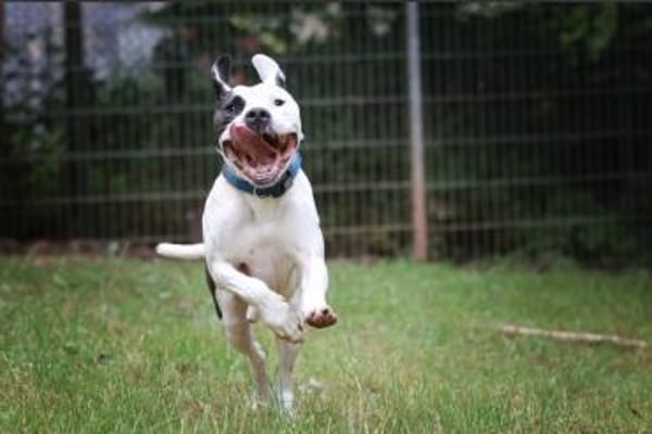 Flocke sucht ein standfestes Zuhause