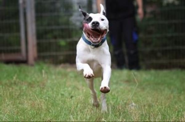 Flocke sucht ein standfestes Zuhause