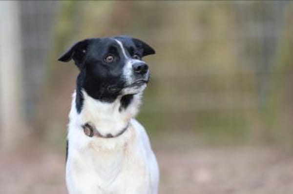 Sensibler Snoopy sucht ein Zuhause