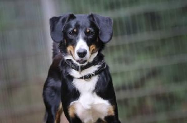 Luna sucht ein Zuhause