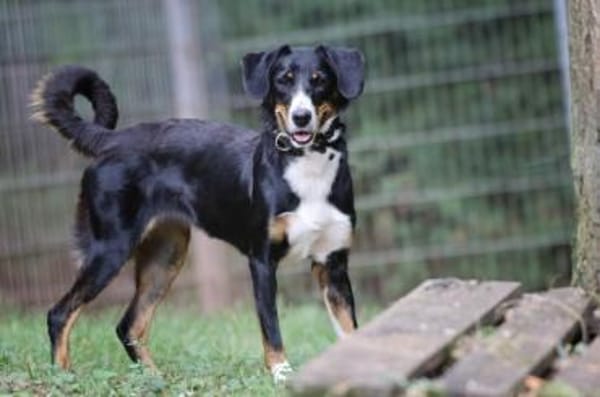 Luna sucht ein Zuhause