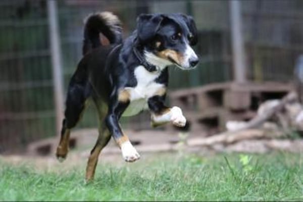 Luna sucht ein Zuhause