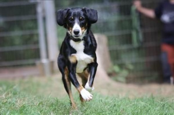 Luna sucht ein Zuhause