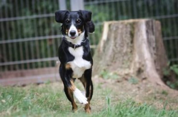 Luna sucht ein Zuhause