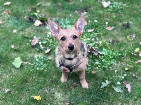 Valea - süße Hündin wartet auf dich