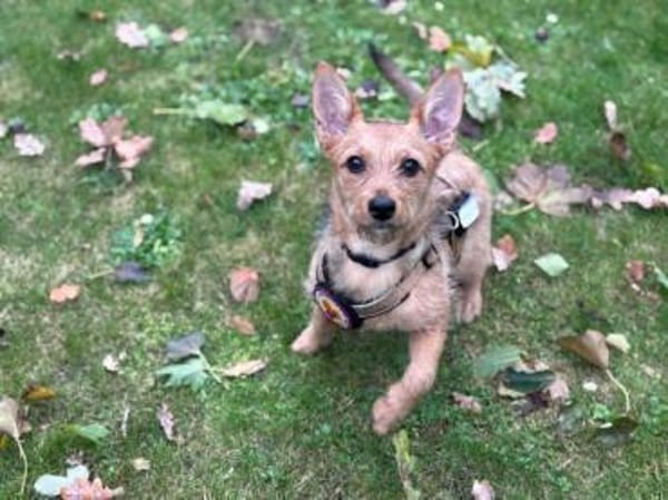 Valea - süße Hündin wartet auf dich