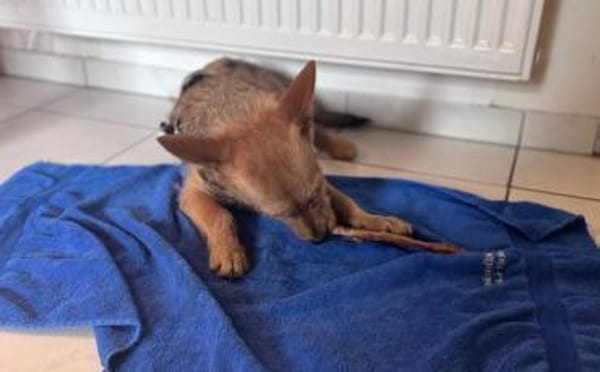 Valea - süße Hündin wartet auf dich