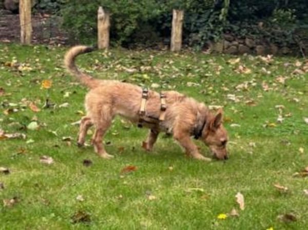 Valea - süße Hündin wartet auf dich