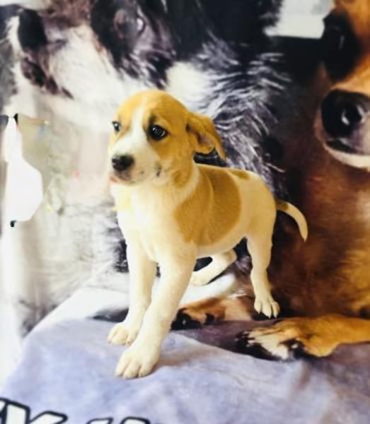 Tommy ein lieber Rüde