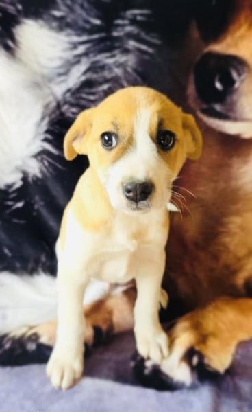 Tommy ein lieber Rüde