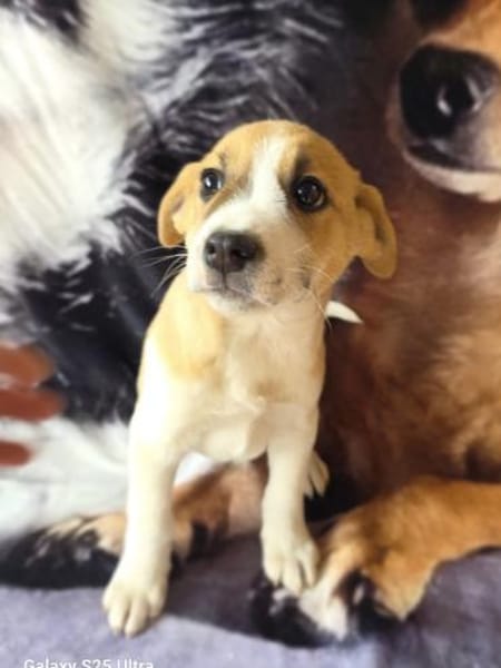 Tommy ein lieber Rüde