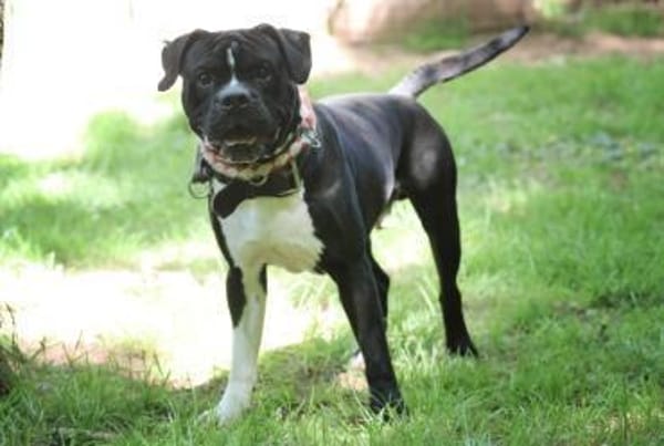 Lennox sucht ein stabiles Zuhause