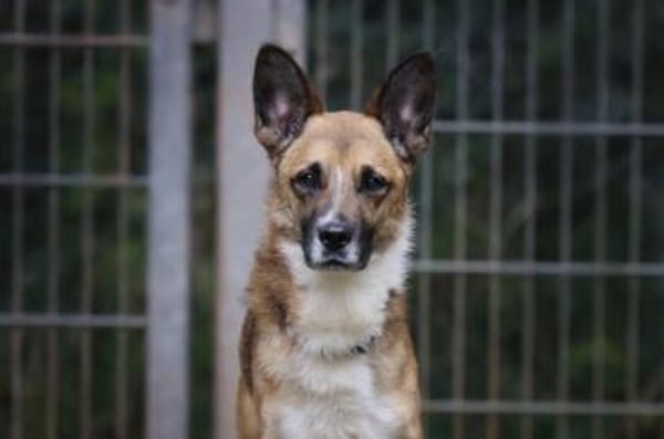 Lennox sucht ein Zuhause