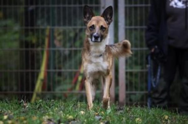 Lennox sucht ein Zuhause