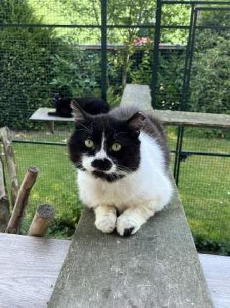 Knut - Fiverling sucht sein Happy End