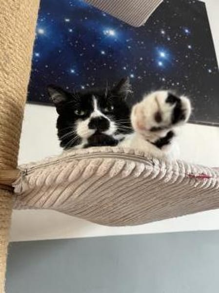 Knut - Fiverling sucht sein Happy End