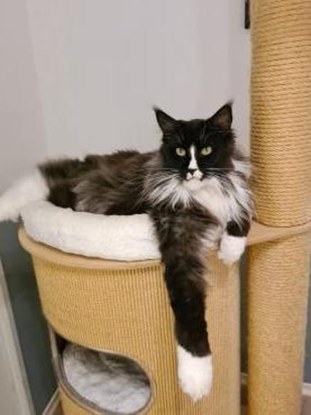 Figaro - Maine Coon Seele sucht
