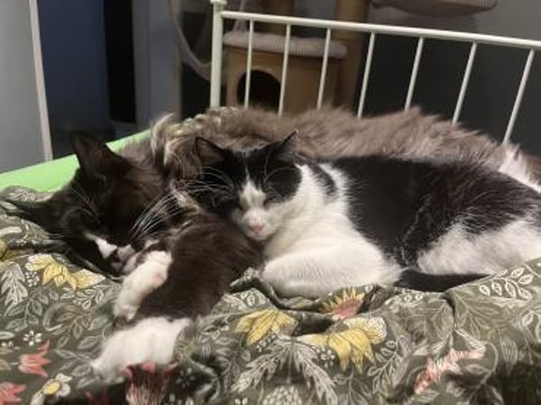 Figaro - Maine Coon Seele sucht