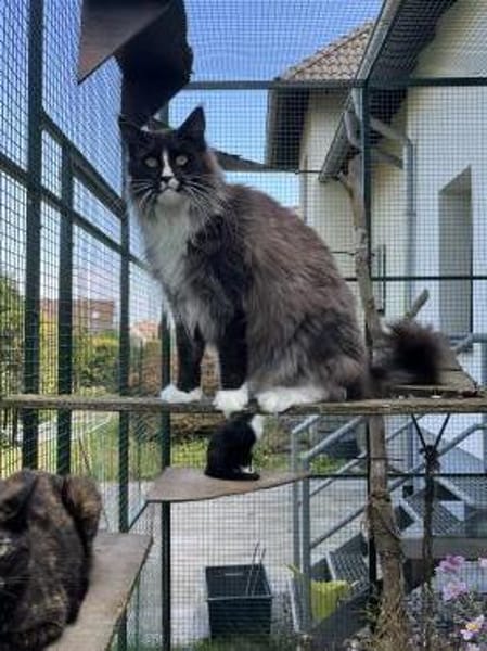 Figaro - Maine Coon Seele sucht