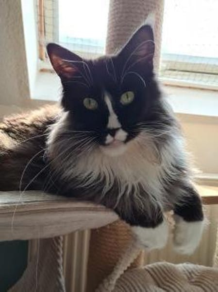 Figaro - Maine Coon Seele sucht