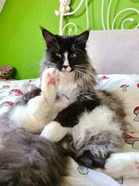 Figaro - Maine Coon Seele sucht