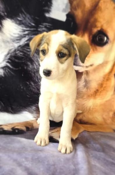 Lolli sucht ein Körbchen