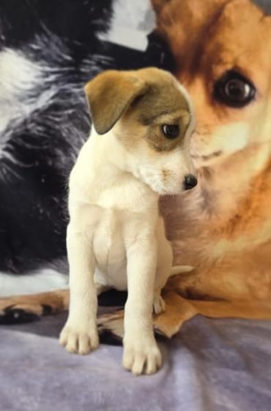 Lolli sucht ein Körbchen