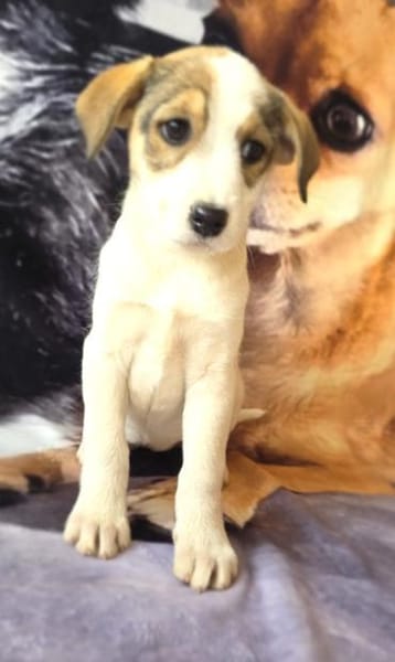 Lolli sucht ein Körbchen