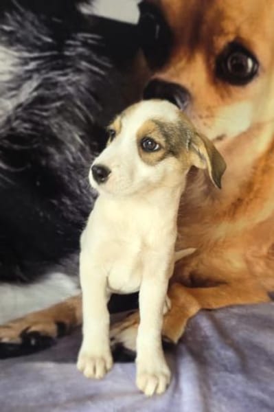 Lolli sucht ein Körbchen