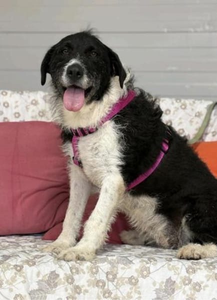 Kira - pure Liebe auf vier Pfoten