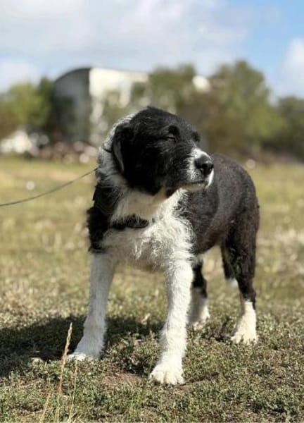 Kira - pure Liebe auf vier Pfoten